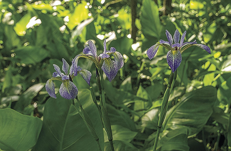 Iris along Barren Creek, MD